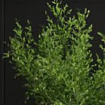 black wood grain k13144k