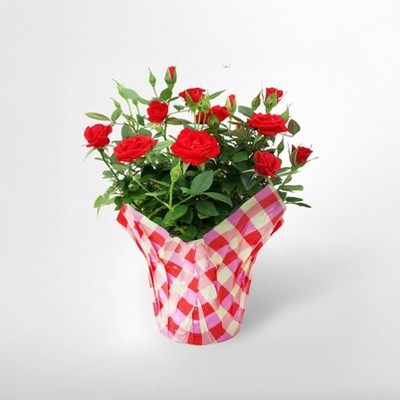 4" Mini Roses Red - Good Little Garden™