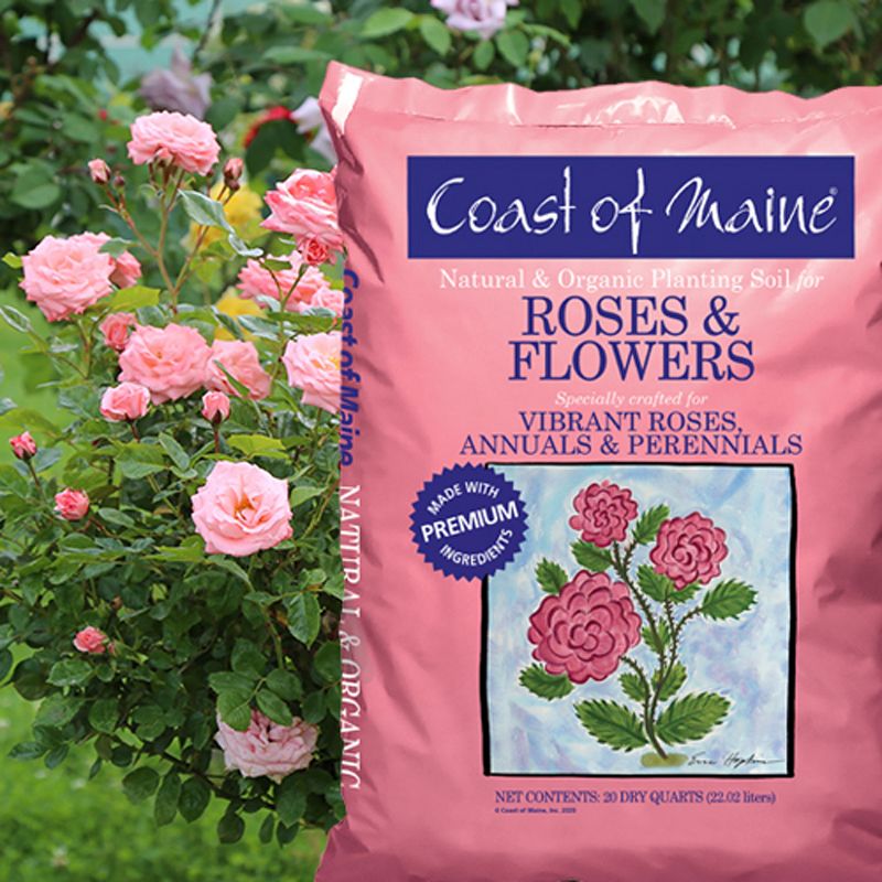 Coast of Maine Organic Natural Gardening Compost Potting Planting Soil Blend for Roses, Other Flowers, and Plants, 20 Quart Bag (2 Pack), 3 of 5