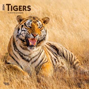 Browntrout 2024 Wall Calendar 12"x12" Tigers