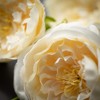 Sullivans Artificial Ivory Rose Spray 42.5"H - 2 of 2