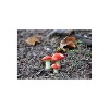 G & F Products MiniGardenn Mushrooms Orange Set of 3 (10025OR) - 2 of 4