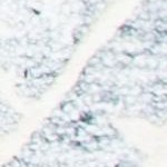 grey/ivory