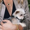 DIPHDA Luxury Pet Collar Charm Set – Durable Eco-friendly Vegan Cactus Leather Dog Collar & Cat Collar w/ Onxy Crystal Charm - 2 of 4