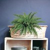 Floral Home 34" Wide Boston Fern with 42 Lifelike Fronds - 6-Piece - 2 of 4