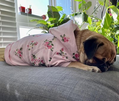 Blueberry Pet Spring Scent Inspired Rose Flower Pullover Dog