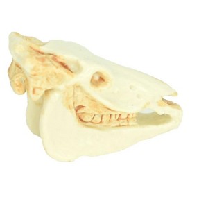 Collectible Wildlife Gifts | Zebra, Skull, Plastic Toy Animal,  Gift, Realistic Figure, Educational Model,  Gift,         1 3/4"        F4121 B193 - 1 of 4