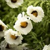 Sullivans Artificial White Daisy Bush 16"H; White - 2 of 2