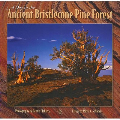 A Day in the Ancient Bristlecone Pine Forest - (Companion Press) by  Mark A Schlenz (Paperback)