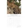 The Gifted Stationery 2025 Square Wall Calendar, Safari, 16-Month Natural World Theme with 180 Reminder Stickers (12x12 In) - 3 of 4