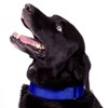 Country Brook Petz Martingale Heavyduty Nylon Dog Collar and Double Handle Leash - 3 of 4