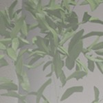 base-white