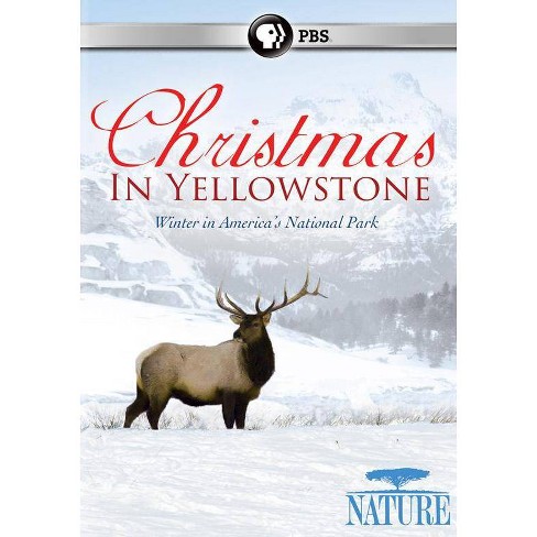 Nature: Christmas In Yellowstone (dvd)(2015) : Target