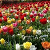 Van Zyverden 12ct Tulip Multicolored Bulbs - 2 of 4