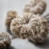 Sullivans Artificial Dried Pod Stem 45"H - 2 of 3