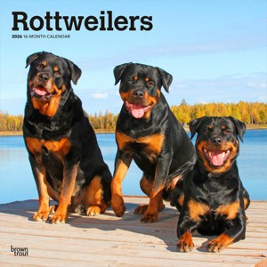 BrownTrout Rottweilers 2026 12"x24" Hanging Square Wall Calendar Plastic-Free - 1 of 4