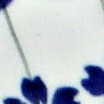 flowering peacock