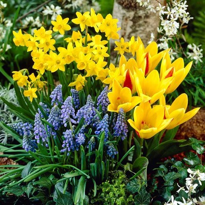 75ct Cottage Garden Collection Bulbs - Van Zyverden