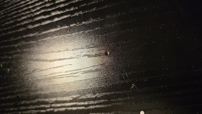 Guest review image 1 of 1, zoom in