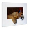 Stupell Industries Wild Cougar Resting Head Interesting Illusion Painting Canvas Art - 2 of 4