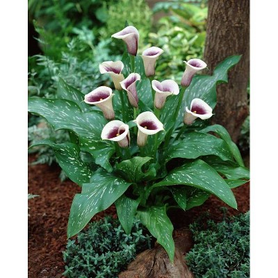 Van Zyverden Set of 5 Callas Picasso Bulbs