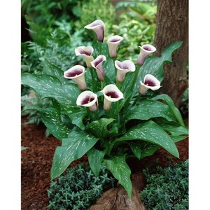 Van Zyverden Set of 5 Callas Picasso Bulbs - 1 of 3