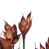 Vickerman 36"-40" Bell Grass with Seed Pods, Preserved - 2 of 4