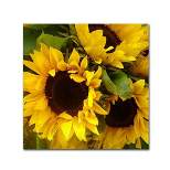 24" x 24" Sunflowers by Amy Vangsgard - Trademark Fine Art