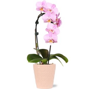 Live 3" Pink Valentine's Day Waterfall Orchid - Spritz™ - 1 of 1