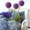 Van Zyverden Allium Purple Giganteum Flower Bulb - 2 of 4