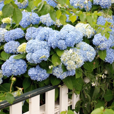 3pc Hydrangea Penny Mac - National Plant Network