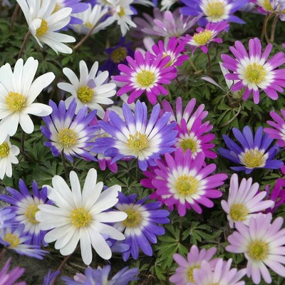 100ct Wind Flowers Anemone Blanda Mixed Bulbs - Van Zyverden