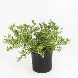 2.25gal Radicans Gardenia Plant White Blooms - National Plant Network: Fragrant Summer Flowers, Perennial Groundcover - 1 of 4