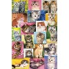 Trends International Keith Kimberlin - Kittens Collage Unframed Wall Poster Prints - image 4 of 4