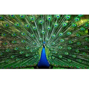 Toynk Peacock Plume Wild Zoo Animal 1000 Piece Jigsaw Puzzle - 1 of 4