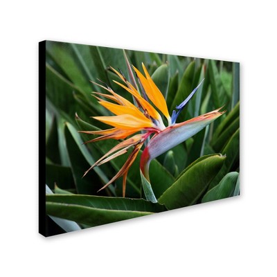 Trademark Fine Art-Pierre Leclerc 'Bird of Paradise' Matted Framed Art