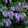 Wisteria 'Amethyst Falls' 1pc U.S.D.A. Hardiness Zones 5-9 National Plant Network 2.5qt: Live Vine for Garden - 3 of 4
