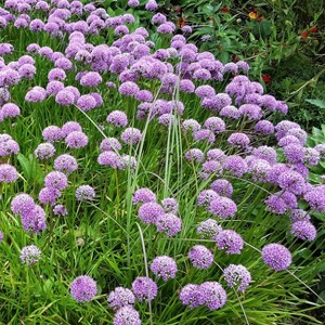 Van Zyverden 12ct Bulbs Allium Rosy Dream - 1 of 4
