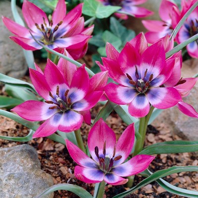 Tulips Little Beauty Set of 25 Bulbs - Cherry Red/White/Blue - Van Zyverden
