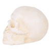 Zingz Home Human Skull Cast Iron Paperweight - 2 of 4