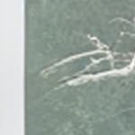 oak