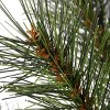 National Tree Company 3 ft. Frosted Ontario Pine Tree with Battery Operated Lights - 3 of 4
