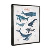 Stupell Industries Nautical Diagram Whale Narwhal Types Bubbles Illustration - 3 of 4