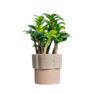 Live 4" Zenzi ZZ Potted Houseplant - 1 of 4