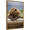 16" x 23" Bear Resting on a Beached Log by Paul Souders Danita Delimont Framed Canvas Wall Art Brown - Amanti Art: Animal Lithograph - 2 of 4