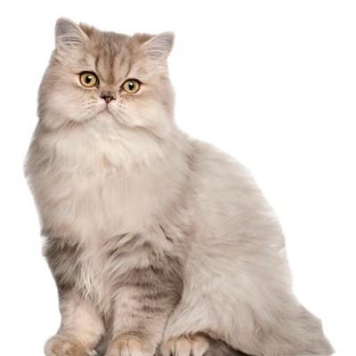 LEMONSODA Cardboard Cutouts (White Persian Cat)