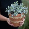 Natural Terracotta and Woven Rattan Planter - Foreside Home & Garden - 3 of 4