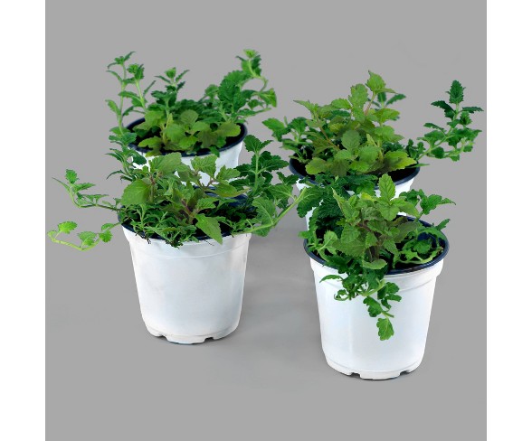 4pc Verbena EnduraScape Dark Purple - Cottage Hill