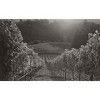 The Show Malbec Red Wine - 750ml Bottle - image 2 of 3