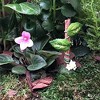 Flower Fairies Secret Garden, Fairy Crossing Sign - 3 of 3